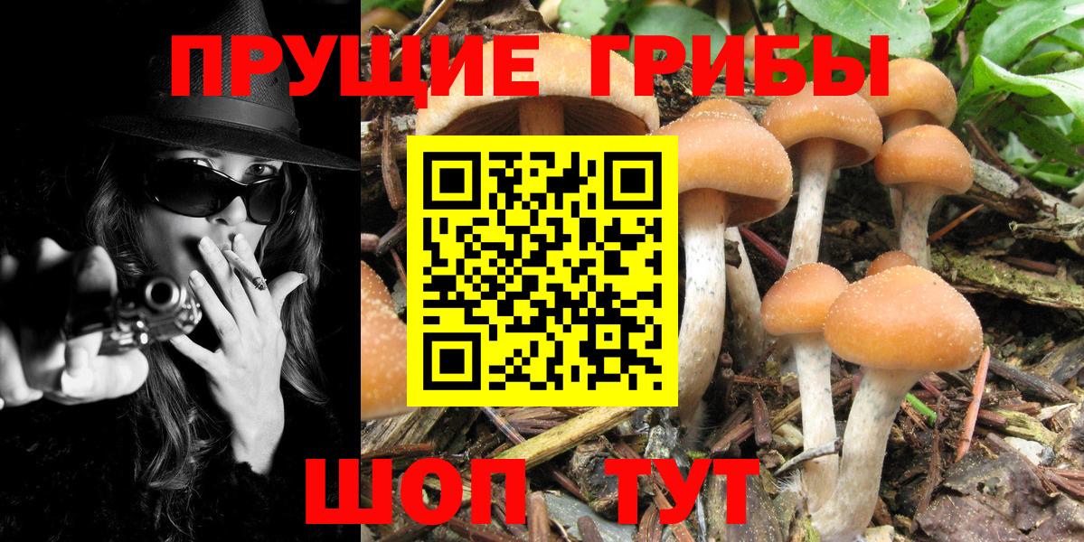 Галлюциногенные грибы Cubensis Тамбов