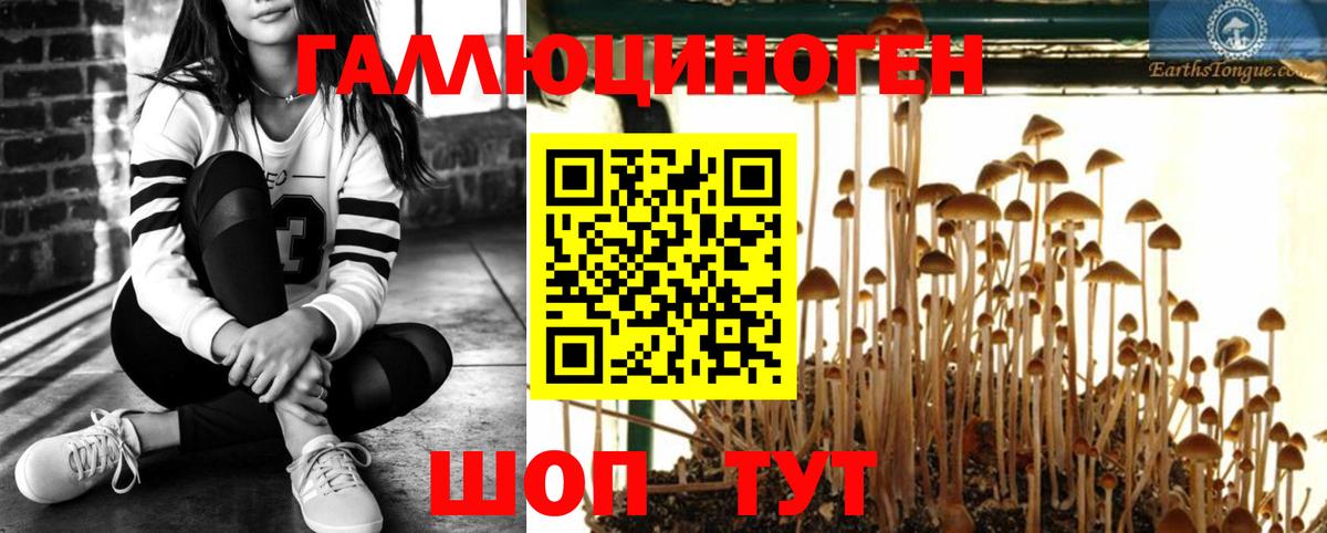 Псилоцибиновые грибы Magic Shrooms  Вход с VPN  Псилоцибиновые грибы MAGIC MUSHROOMS  Тамбов 